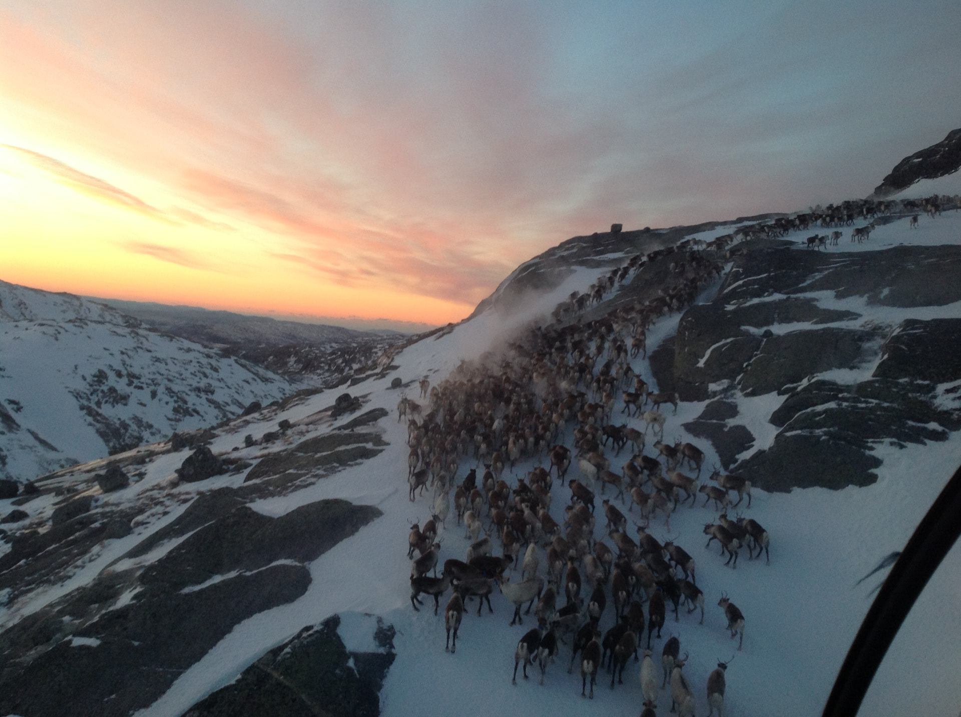 Reinflokk drives over snødekt fjellside i solnedgang